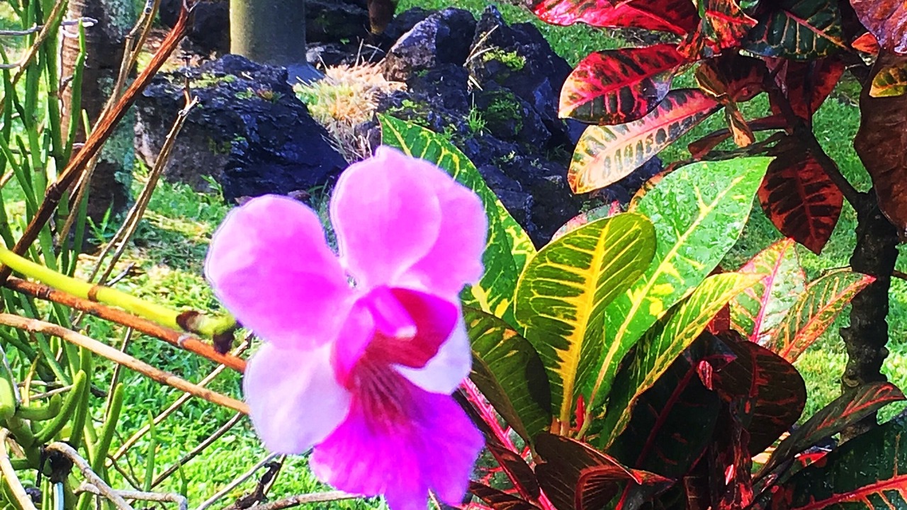 Photo of Outdoor in Honaunau-Napoopoo