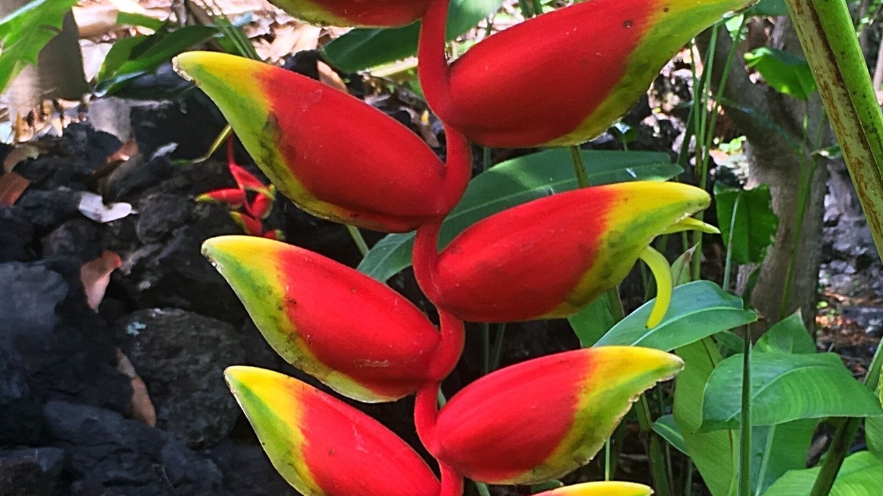 Photo of Outdoor in Honaunau-Napoopoo