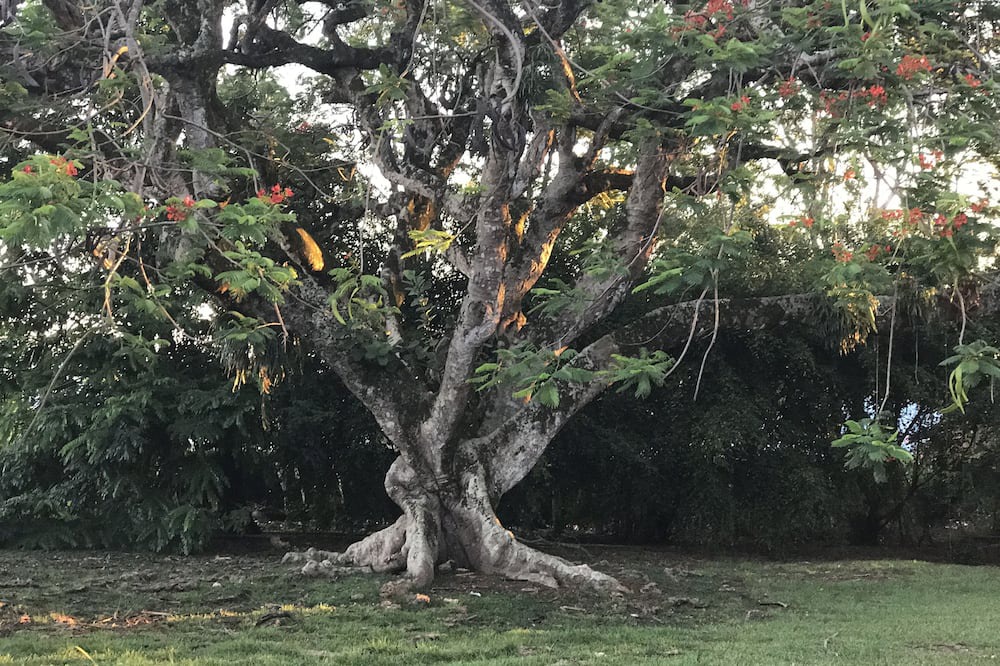 Photo of Others in Hawi