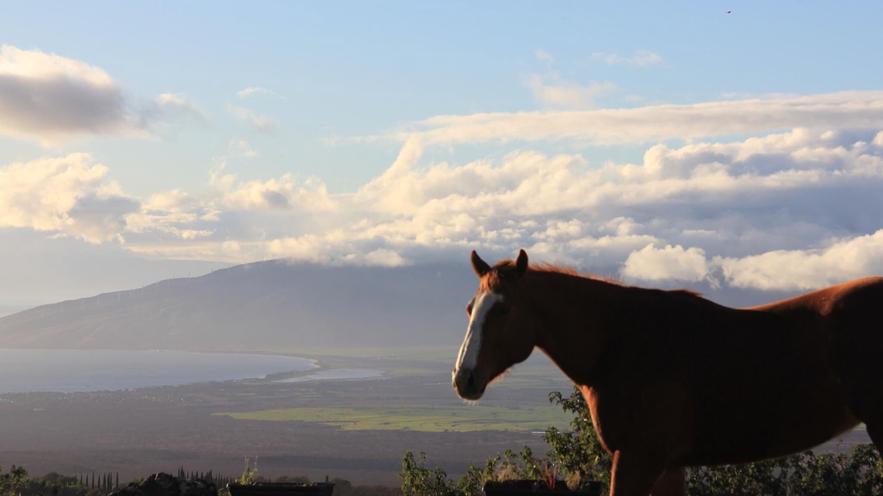 Photo of Others in Kula