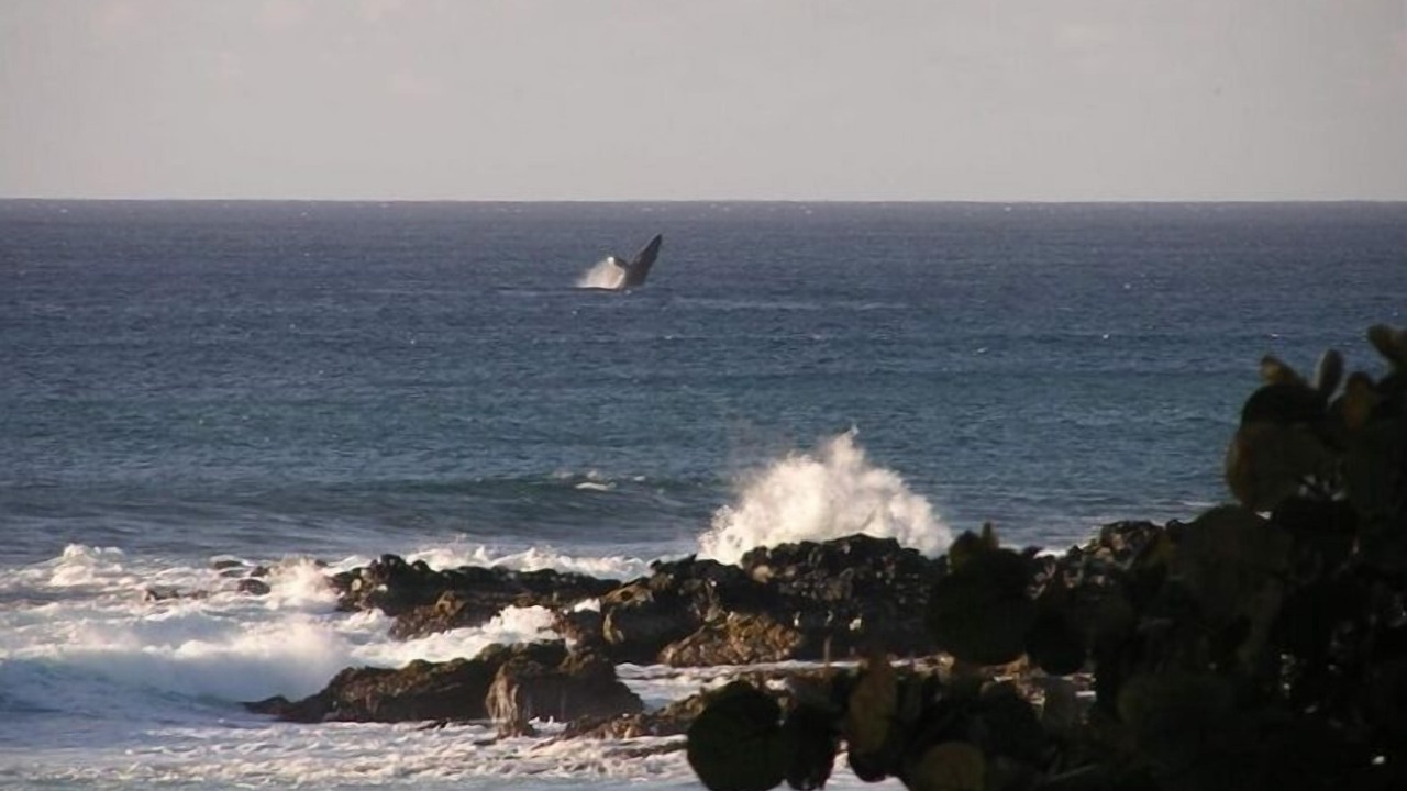Photo of Others in Maunaloa