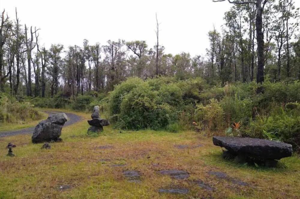 Photo of Others in Fern Forest