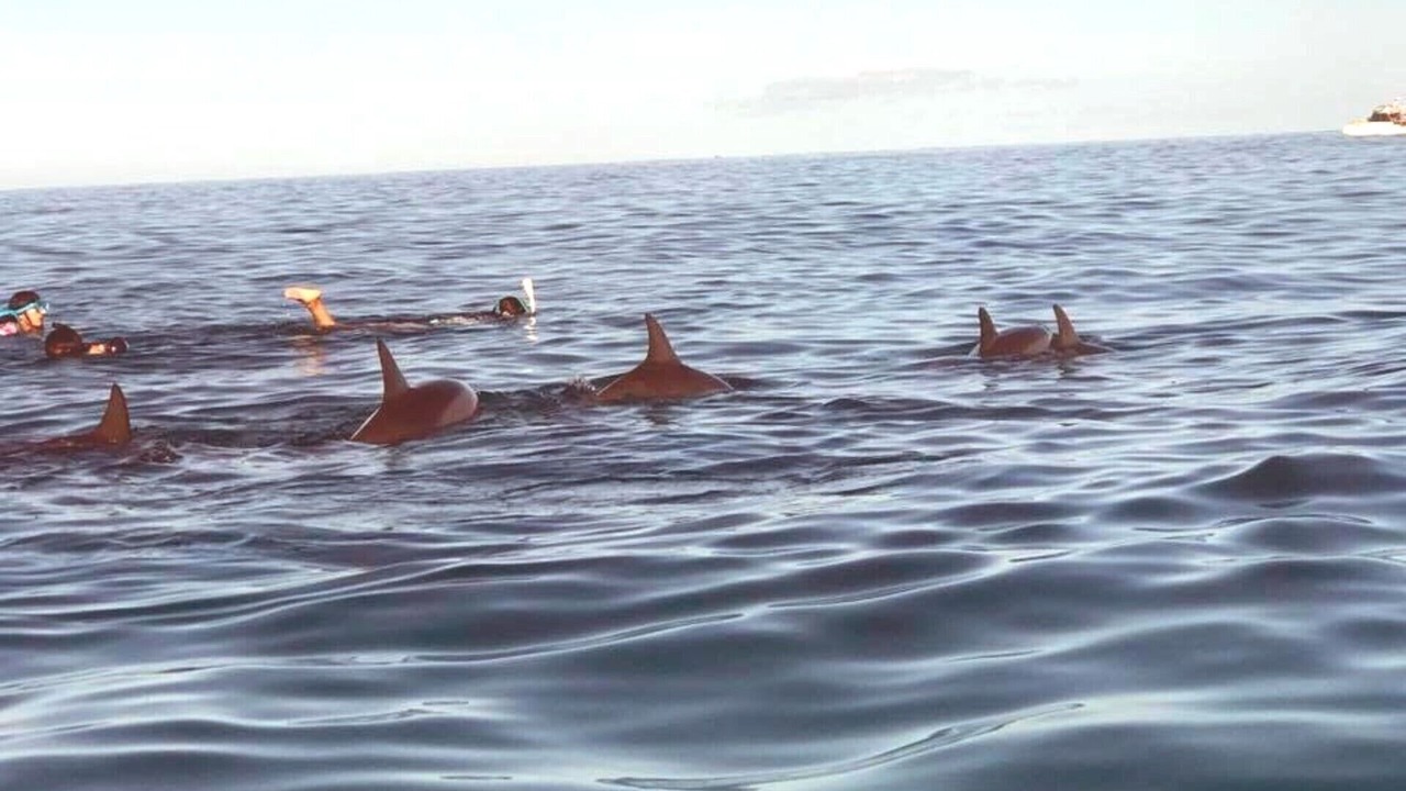 Photo of Others in Waianae