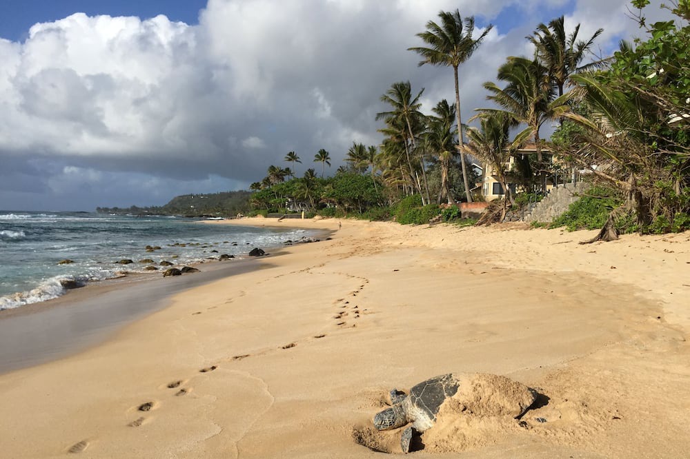Photo of Others in Haleiwa