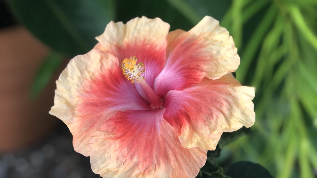 Photo of Outdoor in Lanikai