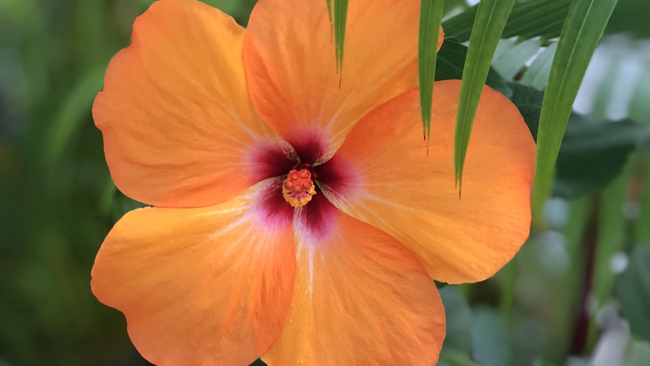 Photo of Outdoor in Lanikai