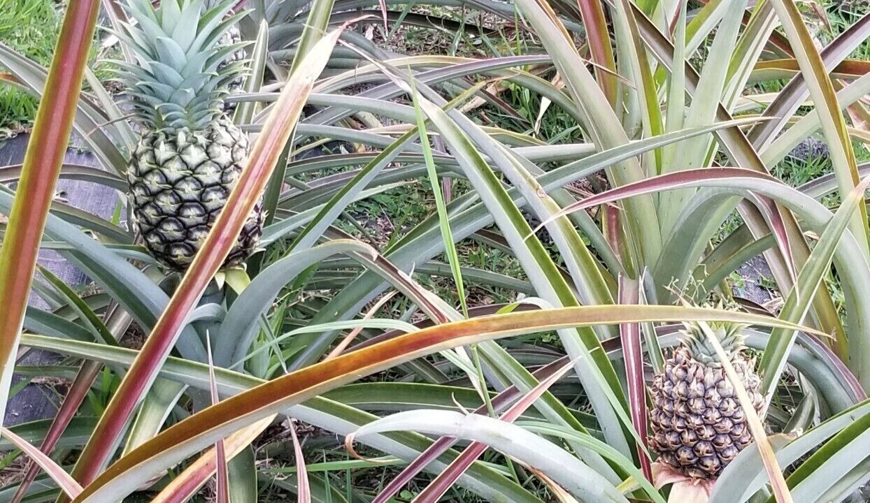 Photo of Outdoor in Pepeekeo