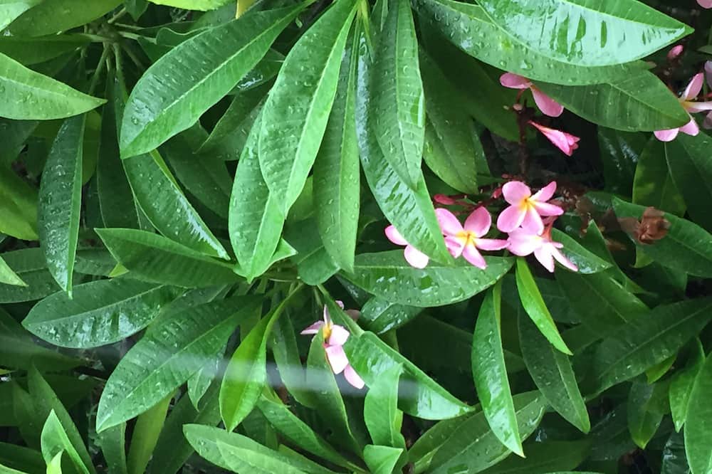 Photo of Outdoor in Kailua-Kona