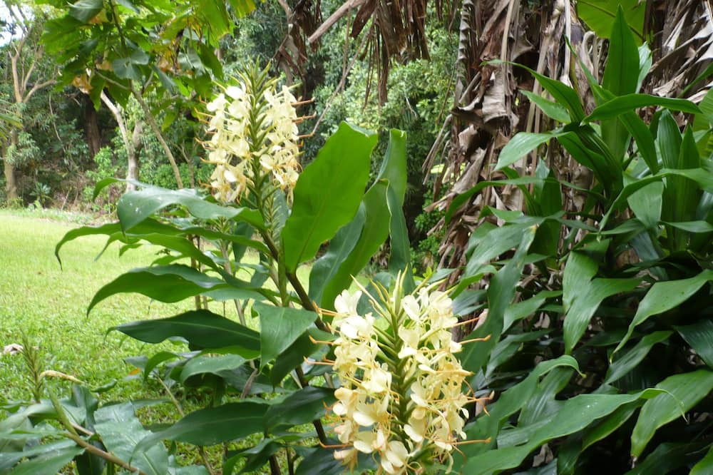 Photo of Outdoor in Hawi