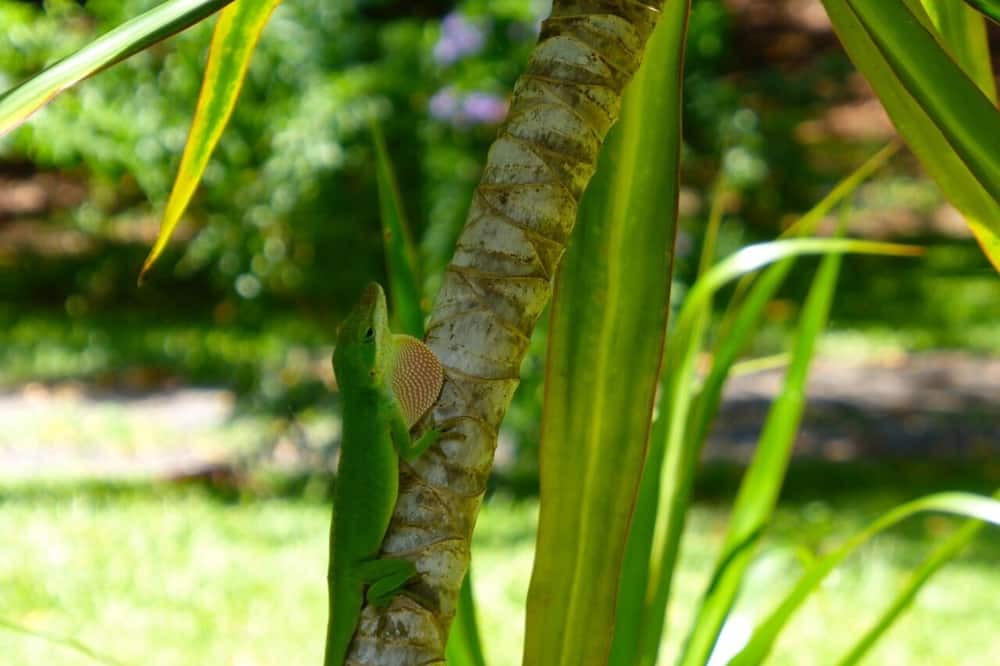 Photo of Outdoor in Hawi