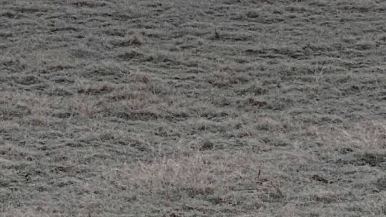 Photo of Others in Bremo Bluff