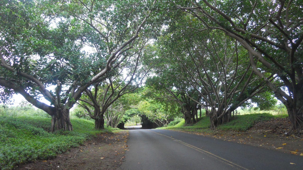 Photo of Outdoor in Hanamaulu