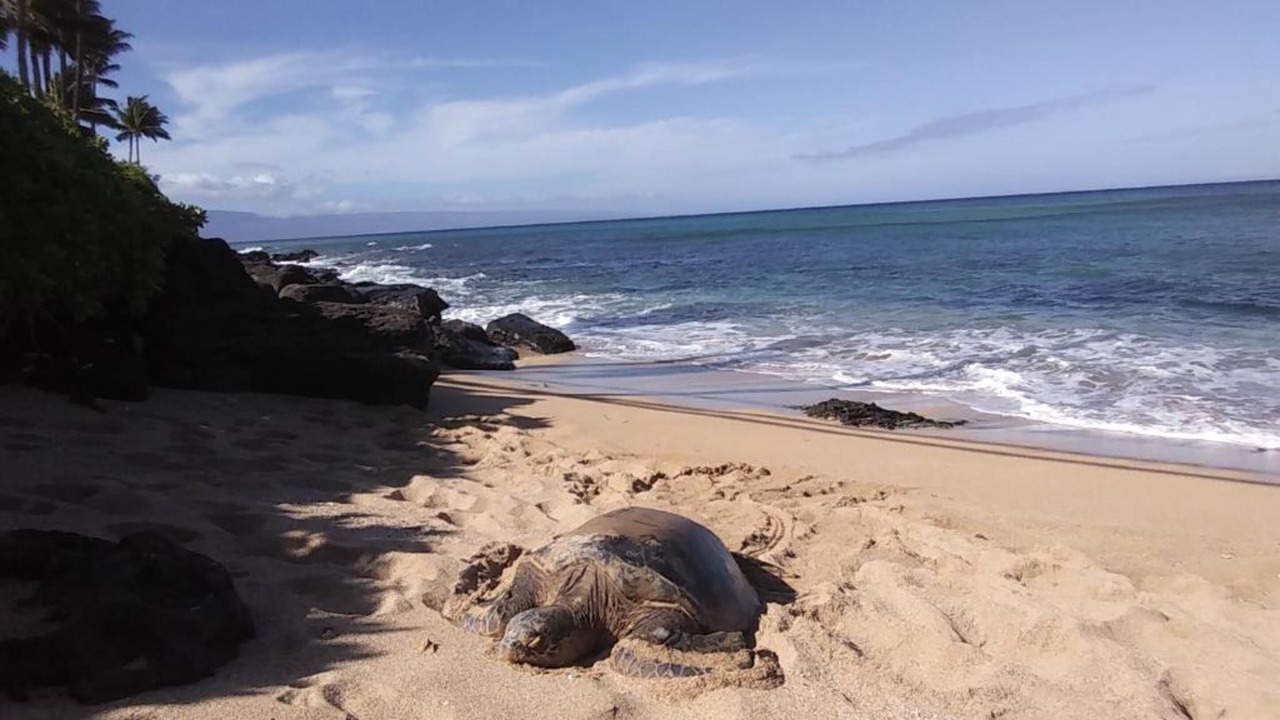 Photo of Outdoor in Kaka'ako