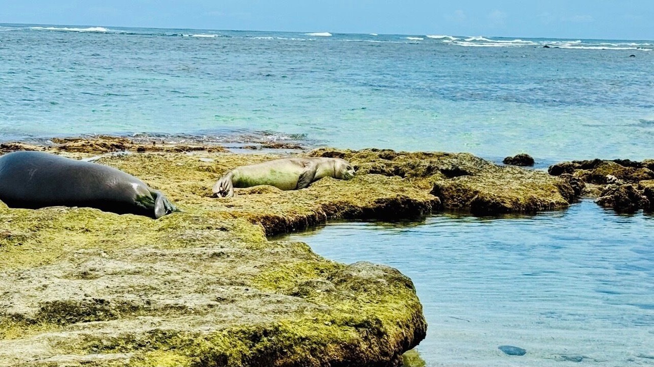Photo of Others in Hauula