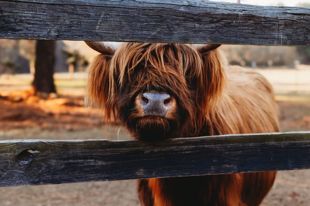Photo of Outdoor in Thomson