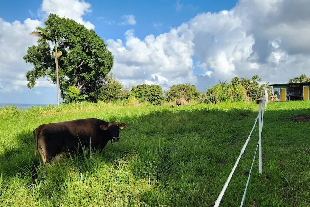Photo of Others in Papaaloa