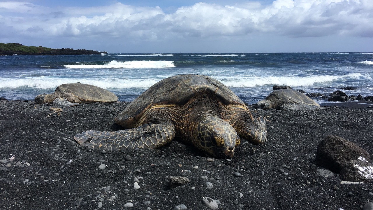 Photo of Others in Naalehu