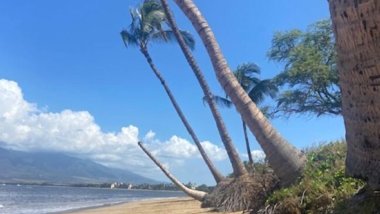 Photo of Others in Kihei
