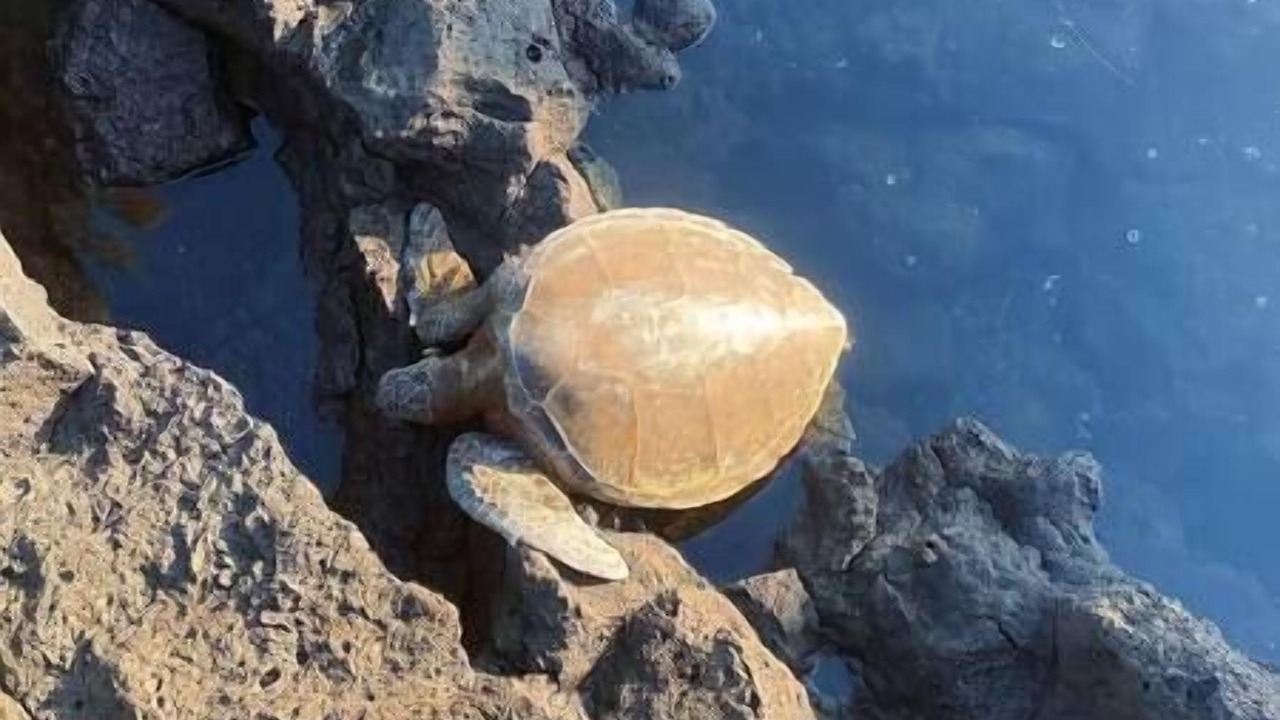 Photo of Others in Hawaiian Acres
