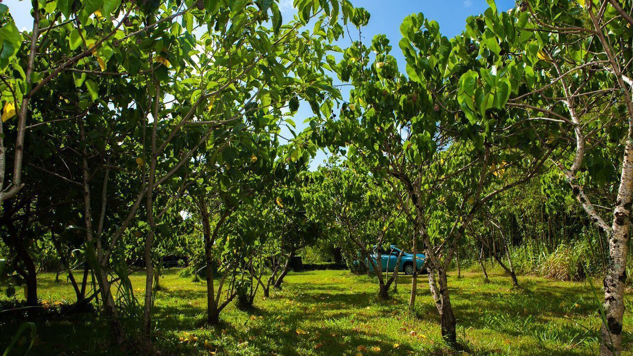 Photo of Bedroom in Kapoho