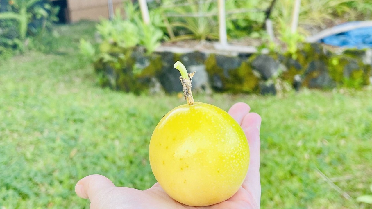 Photo of Outdoor in Kapoho