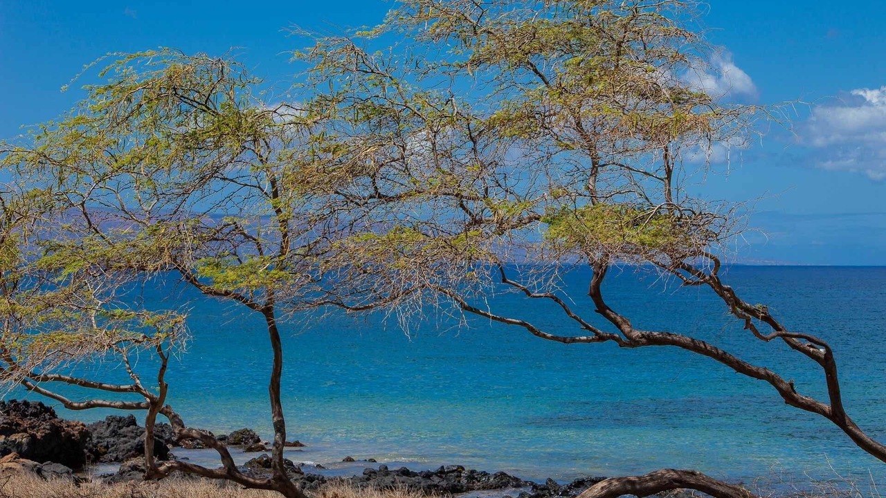 Photo of Others in Kihei