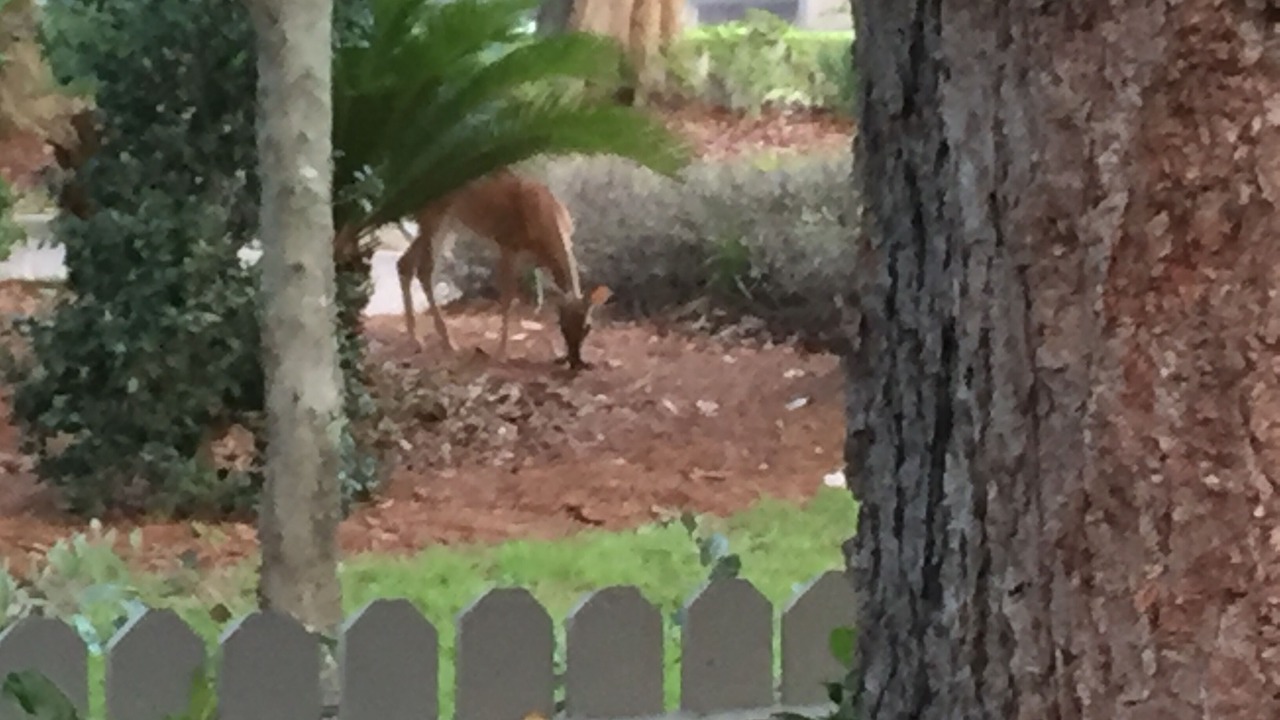 Photo of Outdoor in Palmetto Dunes