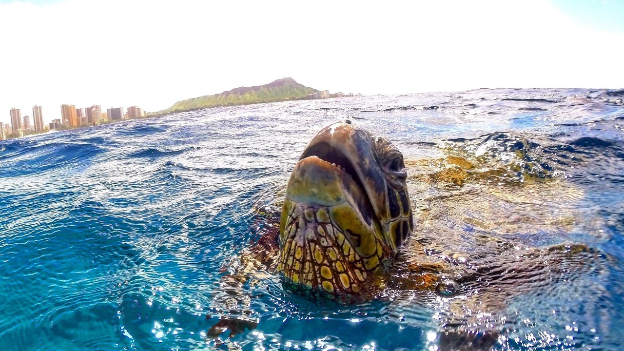 Photo of Others in Waikiki