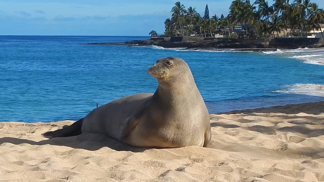 Photo of Others in Makaha