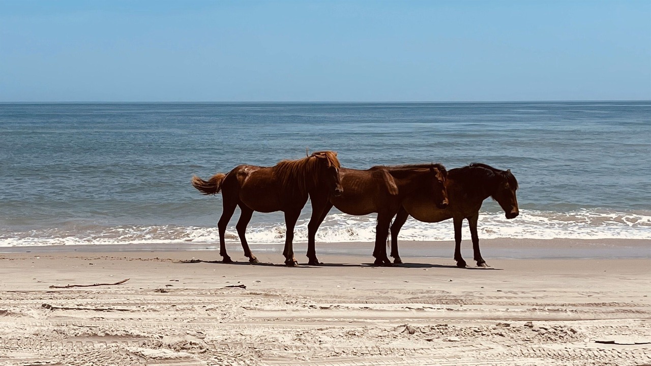 Photo of Others in Corolla Light