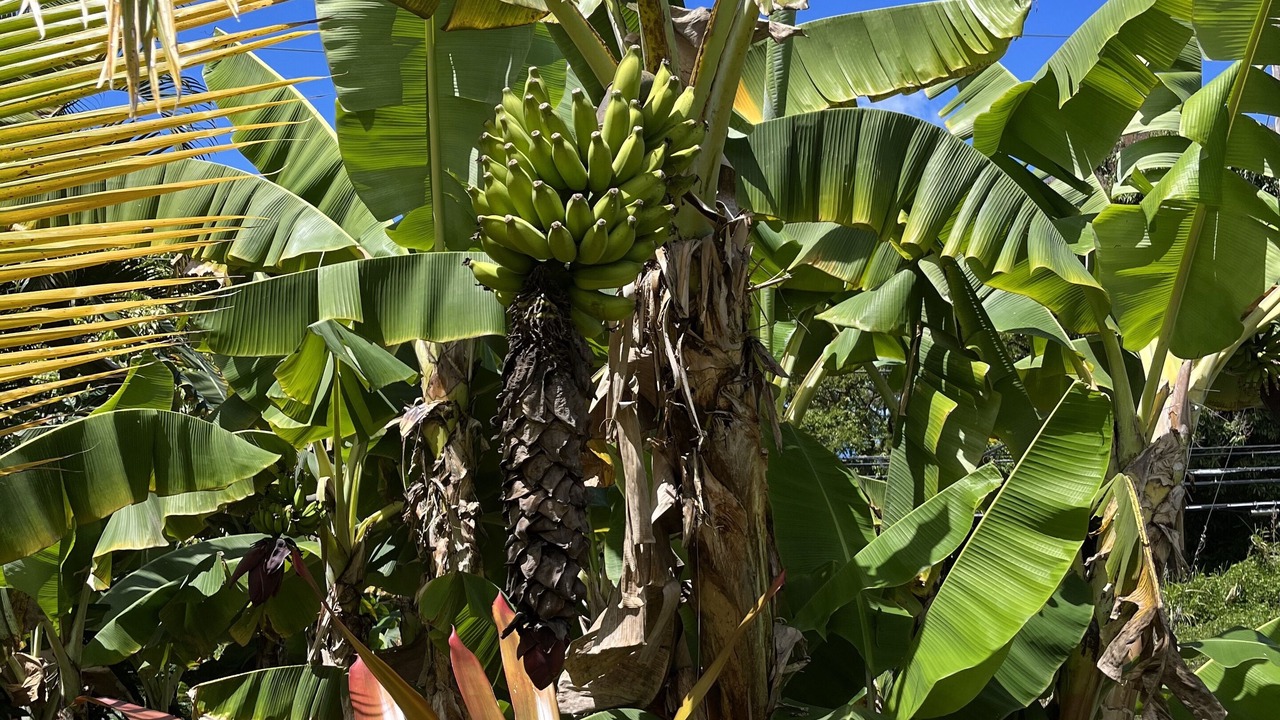 Photo of Outdoor in Holualoa