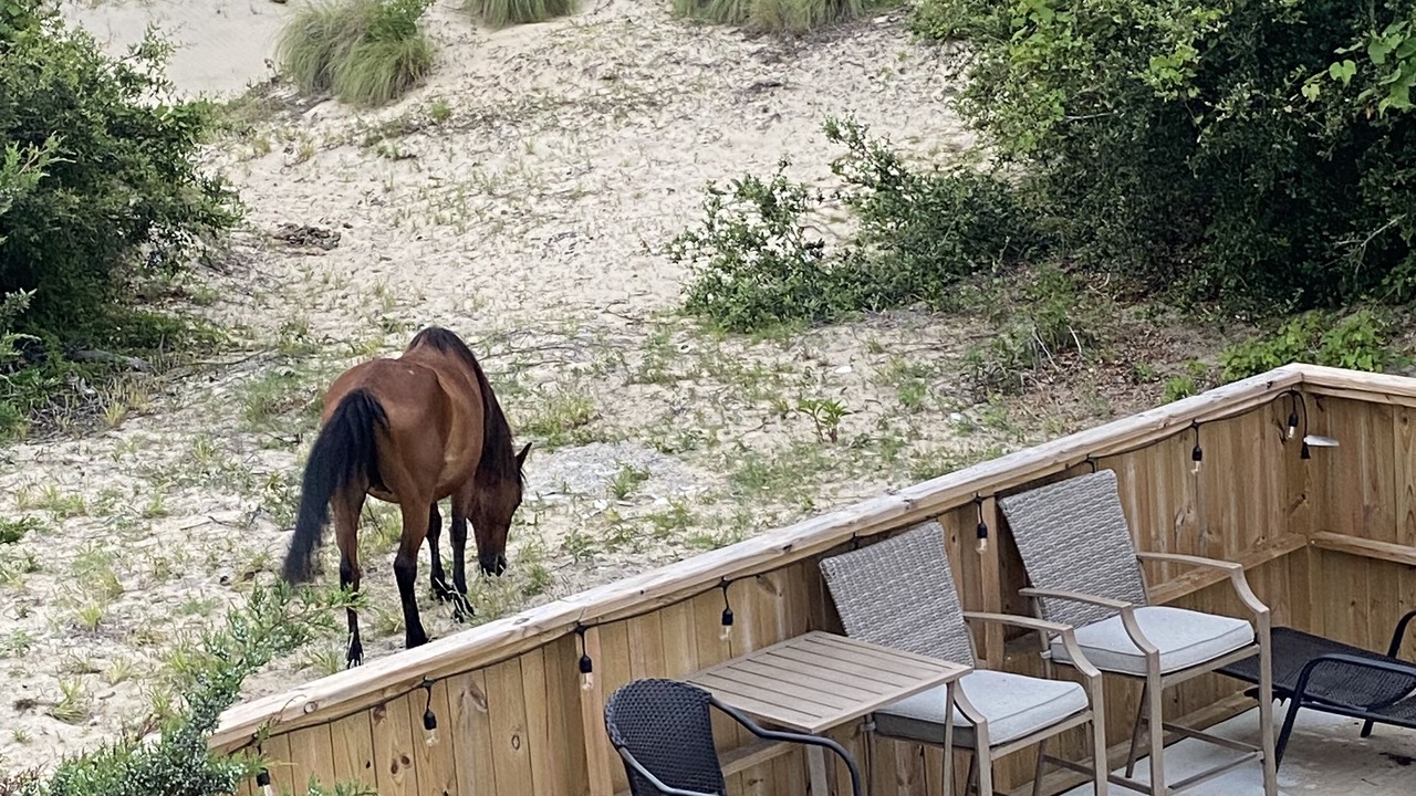 Photo of Outdoor in Carova Beach