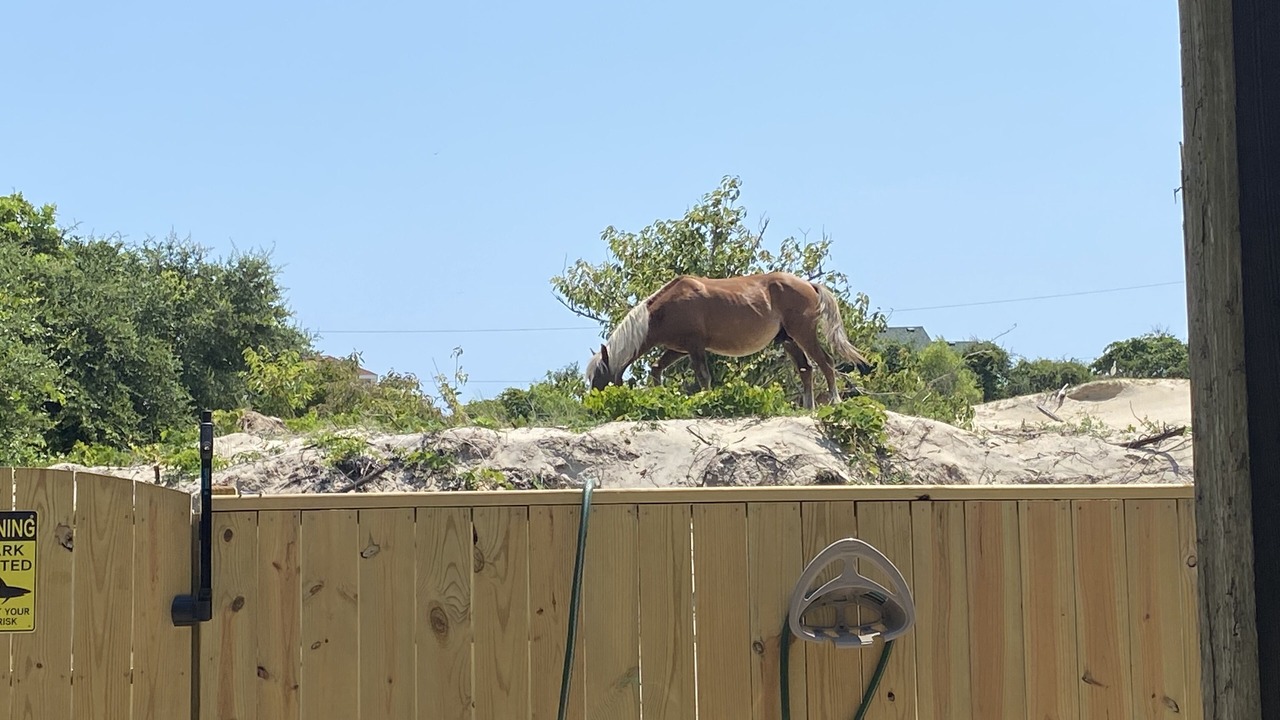 Photo of Outdoor in Carova Beach