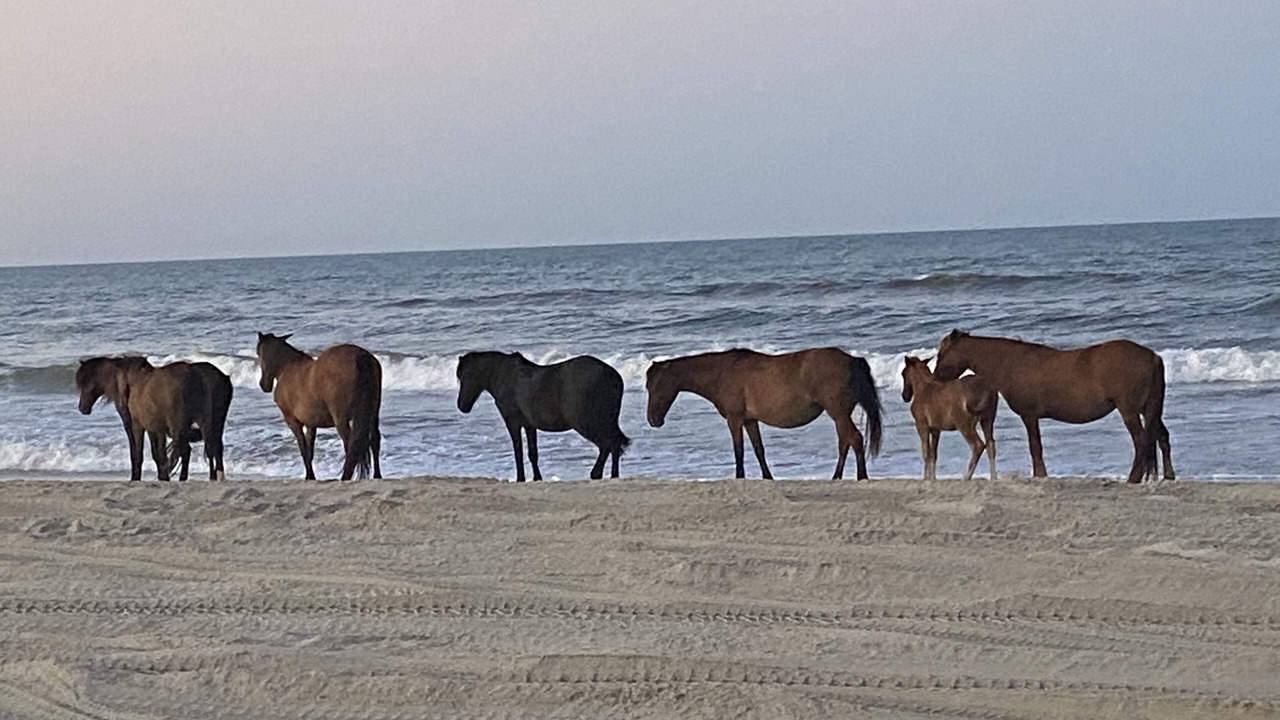 Photo of Others in Carova Beach
