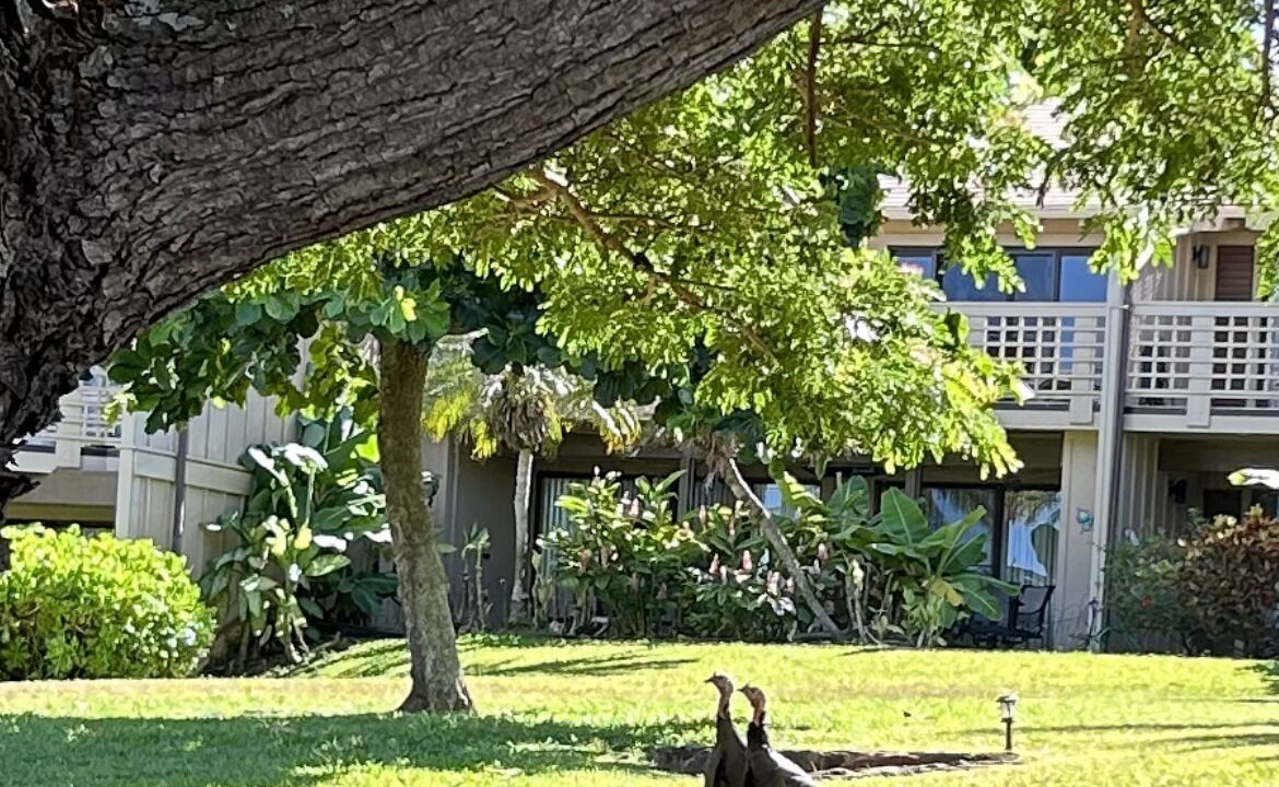 Photo of Outdoor in Maunaloa