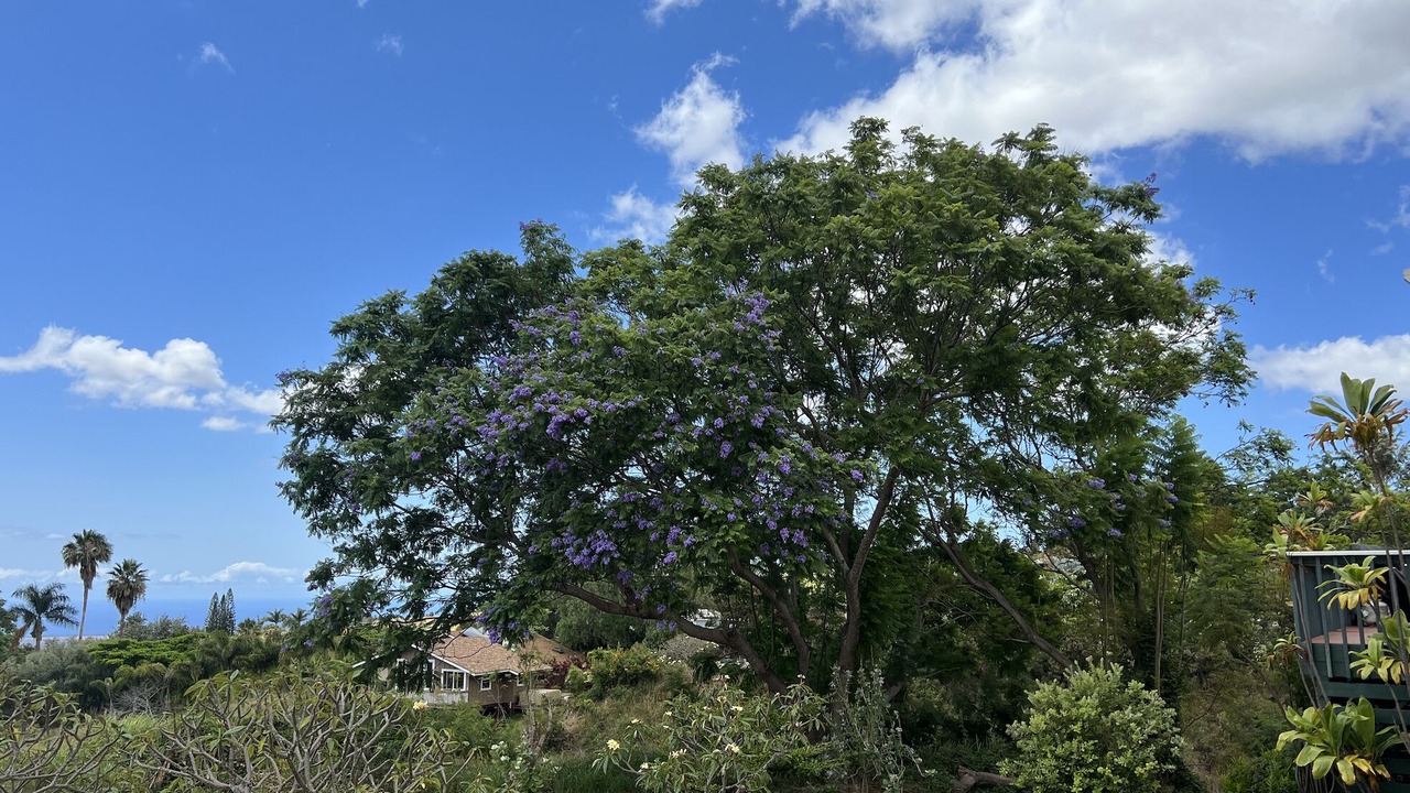 Photo of Outdoor in Kula