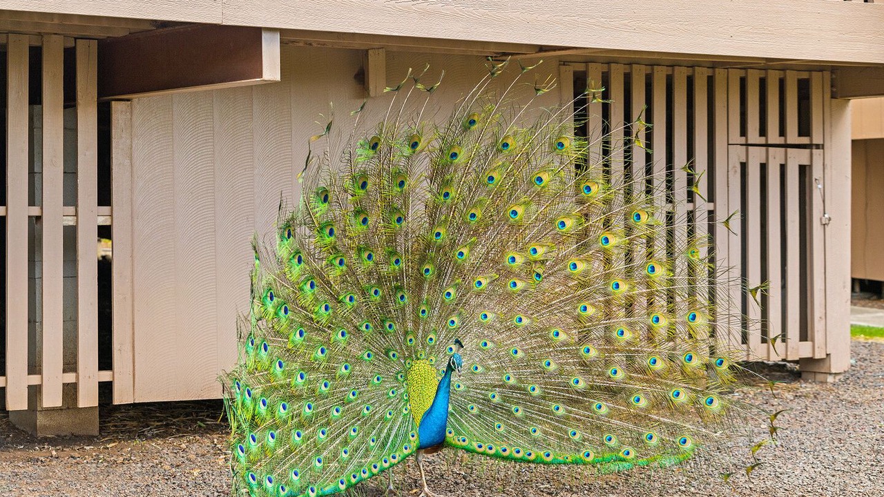 Photo of Outdoor in Makaha Valley
