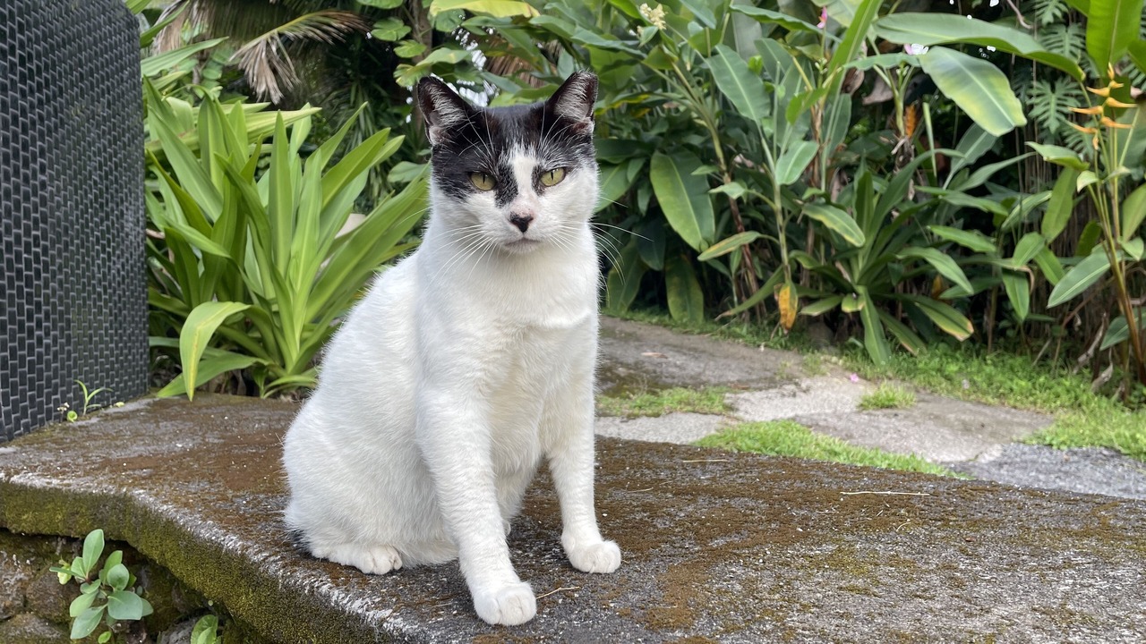 Photo of Outdoor in Honalo
