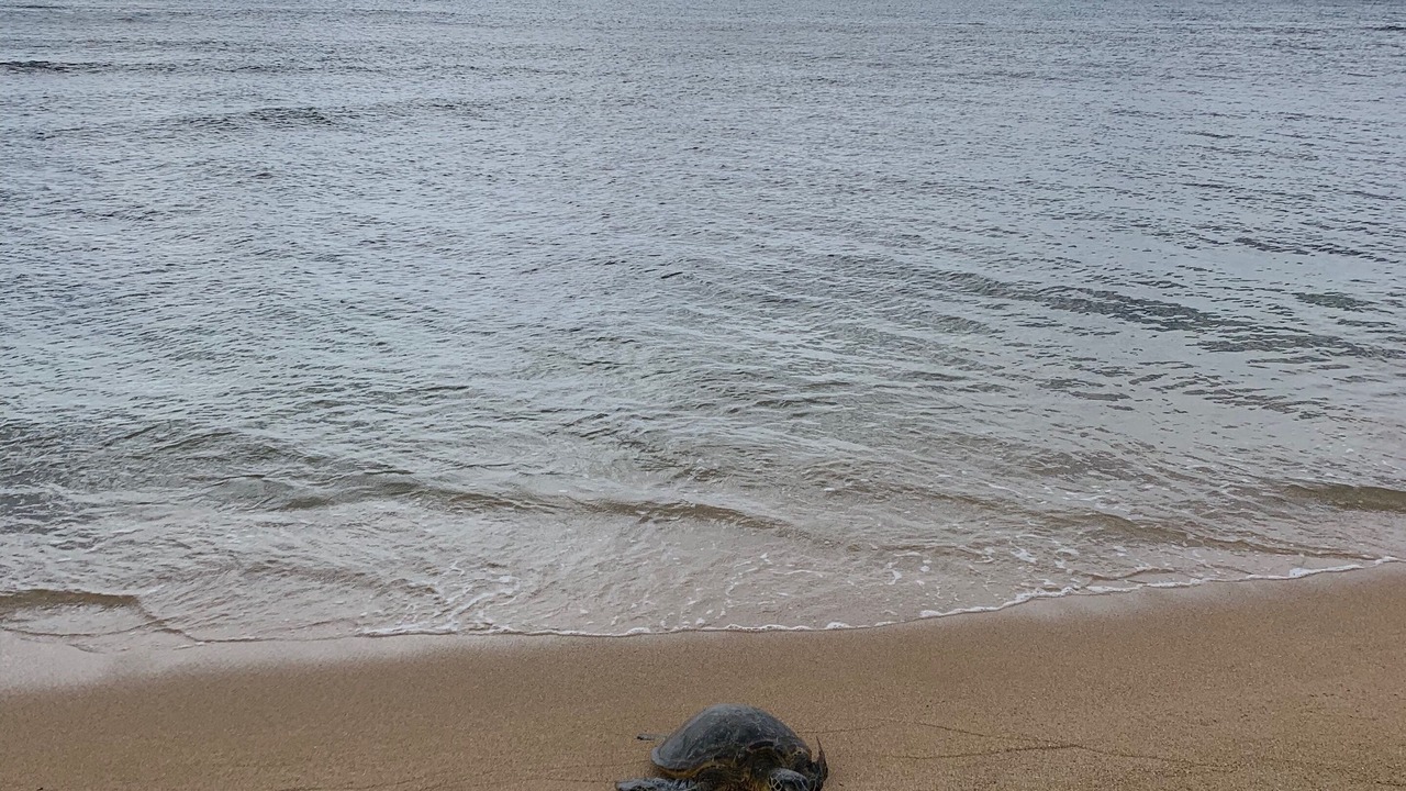 Photo of Others in Haleiwa