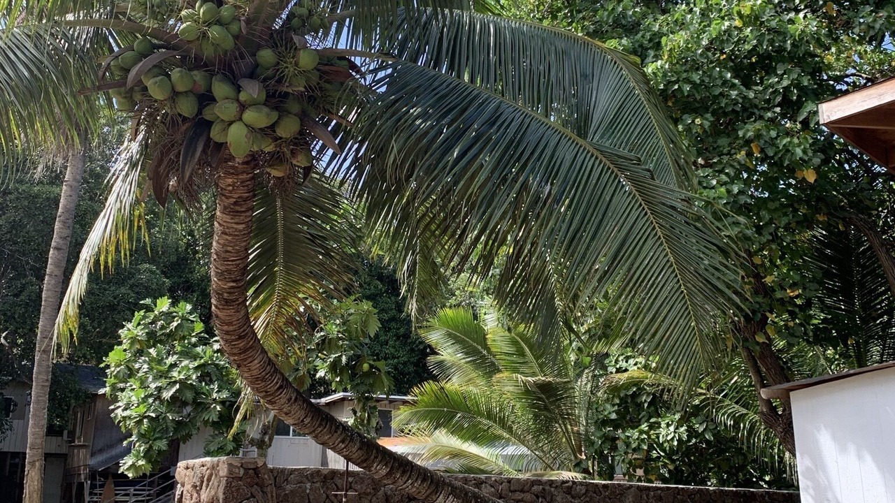Photo of Others in Laie
