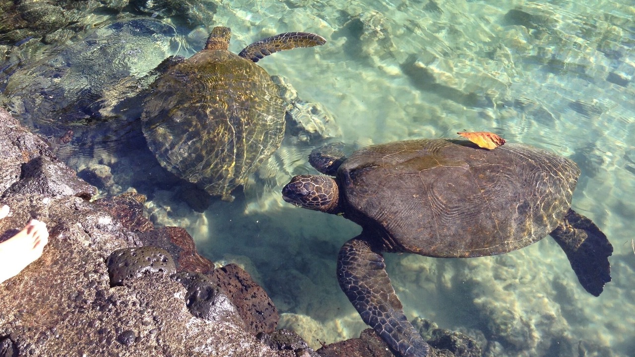 Photo of Others in Hilo