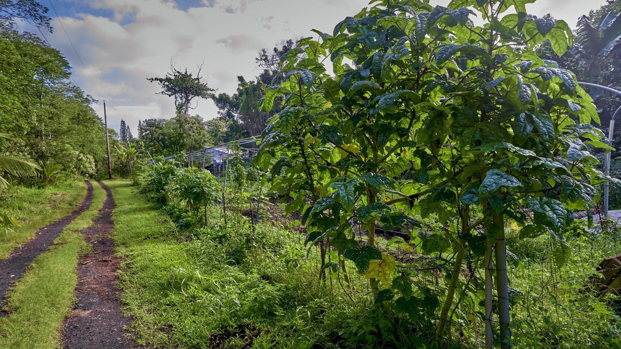Photo of Outdoor in Pahoa