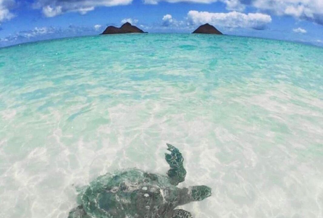 Photo of Others in Kailua