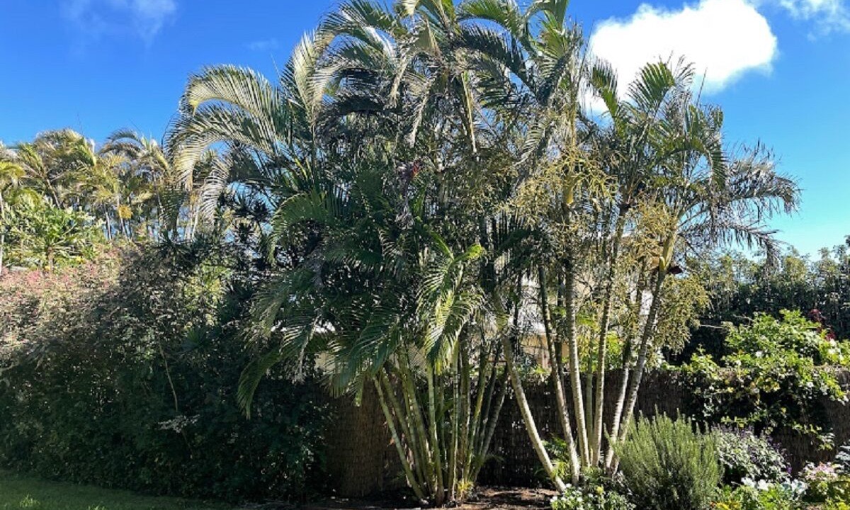 Photo of Outdoor in Hawi