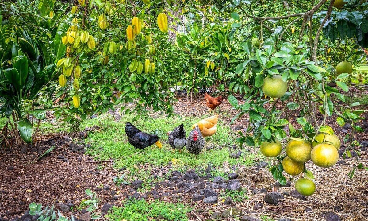 Photo of Outdoor in Honaunau-Napoopoo