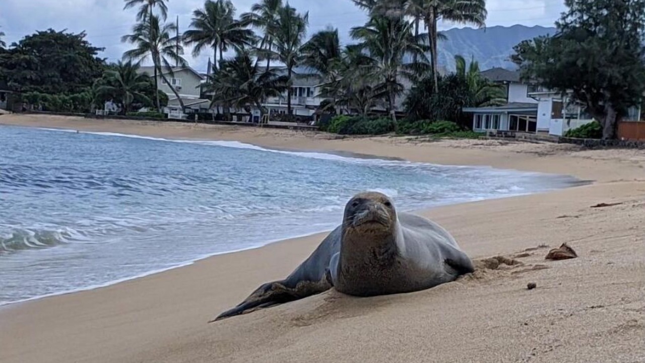 Photo of Others in Hauula