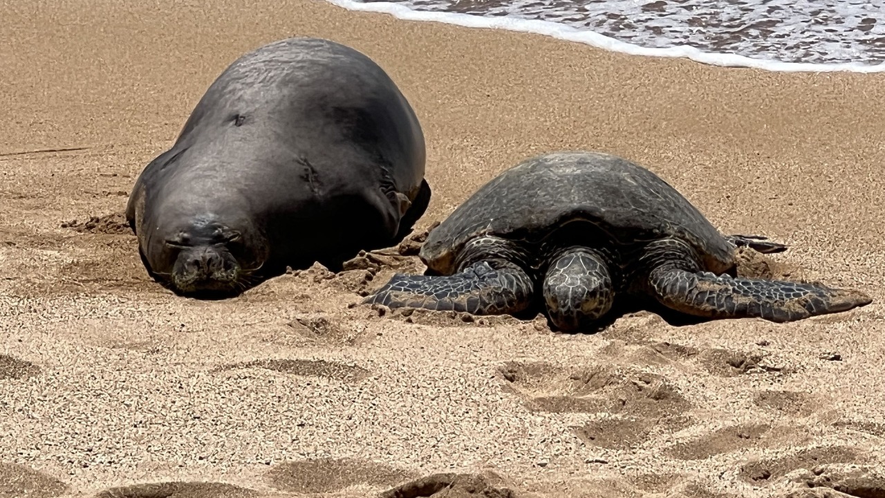 Photo of Others in Honokowai