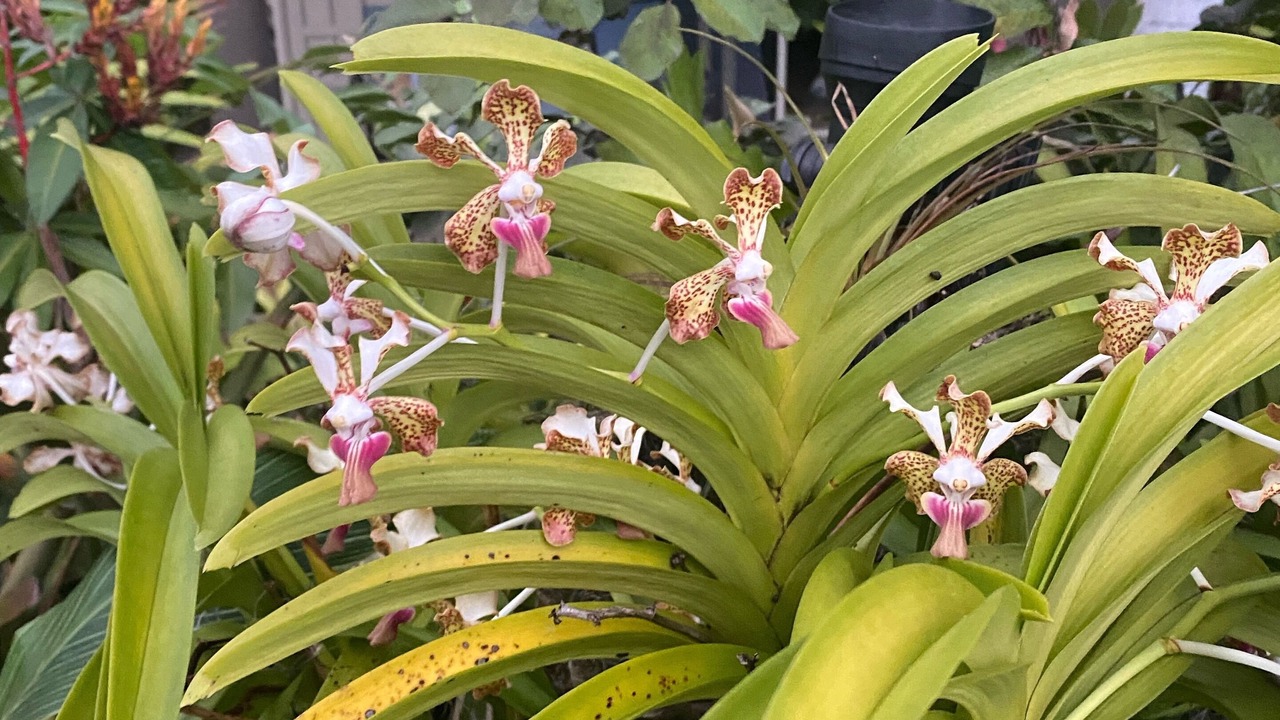 Photo of Outdoor in Honaunau-Napoopoo