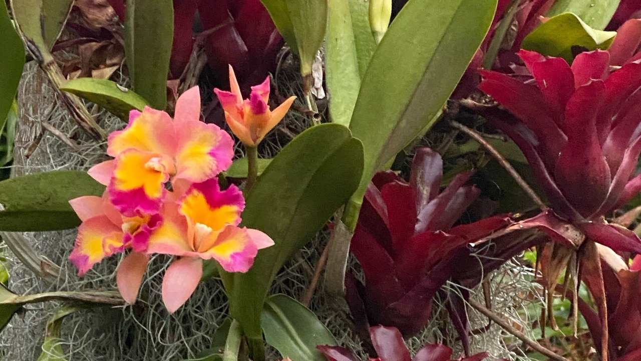 Photo of Outdoor in Honaunau-Napoopoo