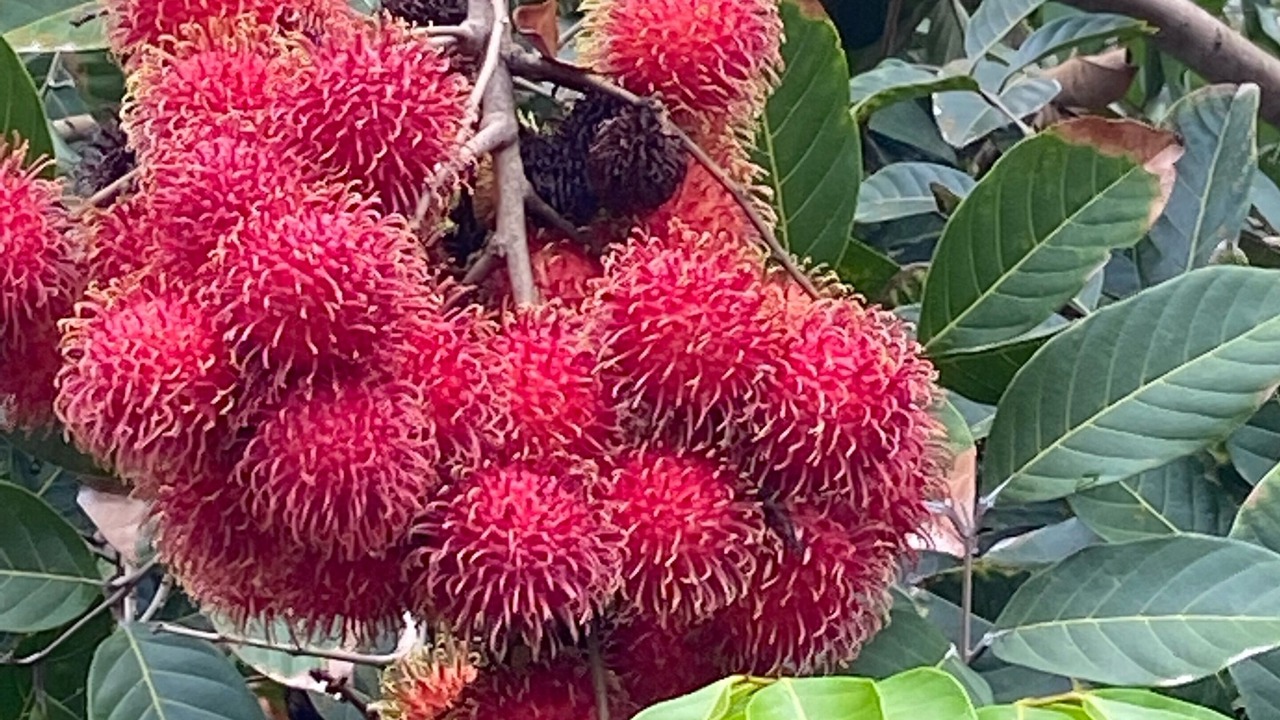 Photo of Others in Honaunau-Napoopoo